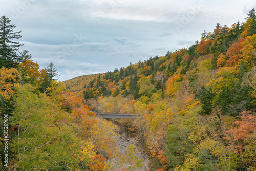 Autumn season mountain falling tree with bridge crossing river  Hokkaido Japan natural landscape
