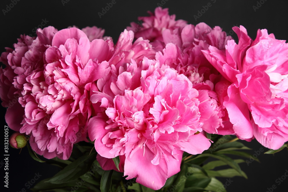 Obraz premium Pink peony bunch