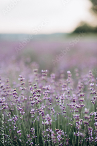 Delicate pastel colors of purple lavender on a blurred background. Aromatherapy Natural cosmetic. Mountain lavender. Soft focus.