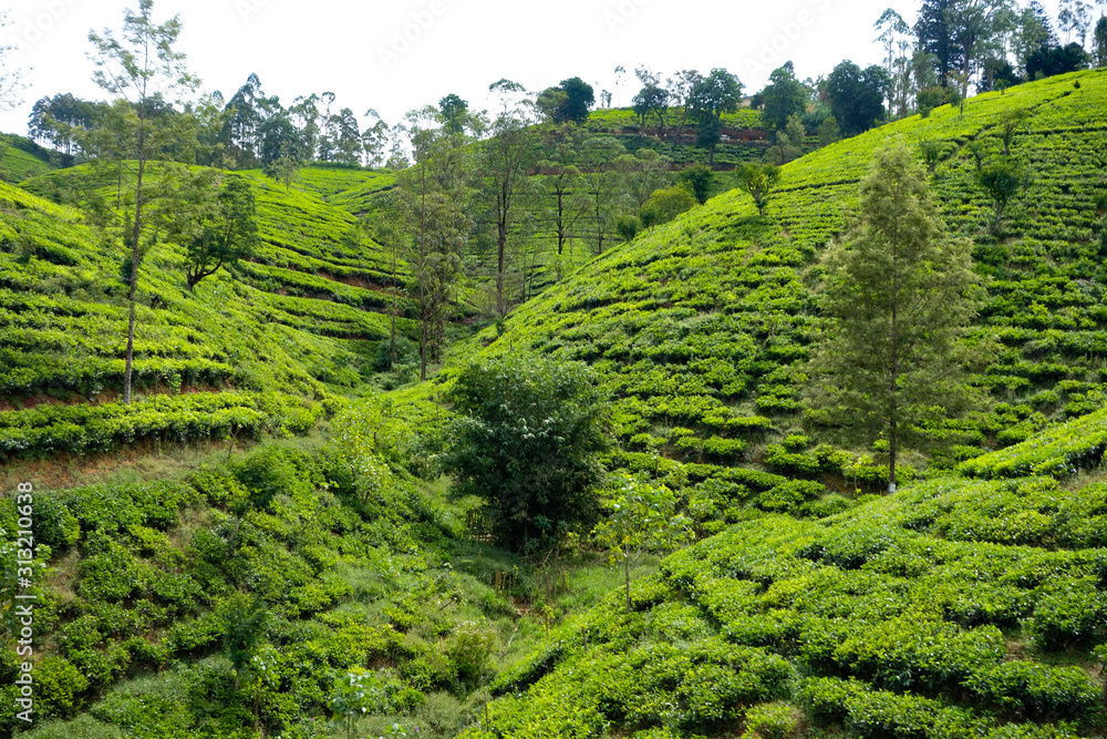 plantation plantation