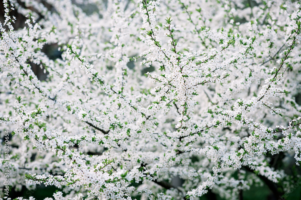 Cherry blossoms in full bloom. Cherry flowers in small clusters on a branch of a cherry tree, turning white. Shallow depth of field. Focus on the center of the flower group. Floral background. Cherry blossoms in full bloom. Cherry flowers in small clusters on a branch of a cherry tree, turning white. Shallow depth of field. Focus on the center of the flower group. Floral background.