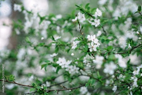 Cherry blossoms in full bloom. Cherry blossoms in small clusters on a branch of a cherry tree turning into white on a green background. Shallow depth of field. Floral texture. Soft focus.