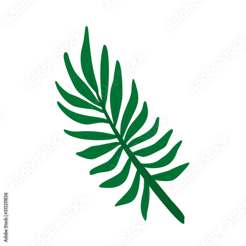 Areca palm leaf stylized vector illustration. Exotic tree branches. Jungle foliage design element. Botanical cartoon illustration. Leaves of palm tree isolated on white background.