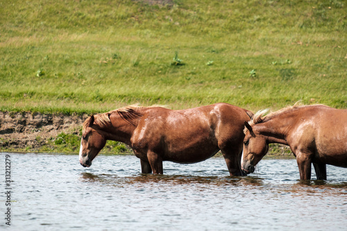 two Bay horses have lowered their heads standing in the river drinking