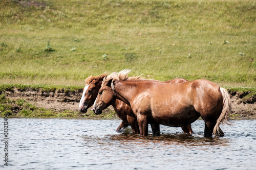 two Bay horses walking on the river water knee deep