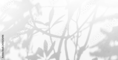 Fototapeta Abstract Shadows, blurred background of gray leaves and natural trees that reflect concrete walls, fallen branches on white wall surfaces for blurred backgrounds and black and white wallpapers.