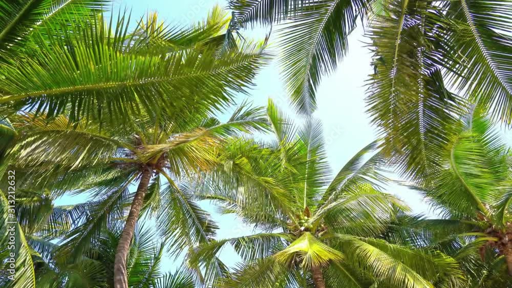 Palm tree and sky background Palm tree and sky background