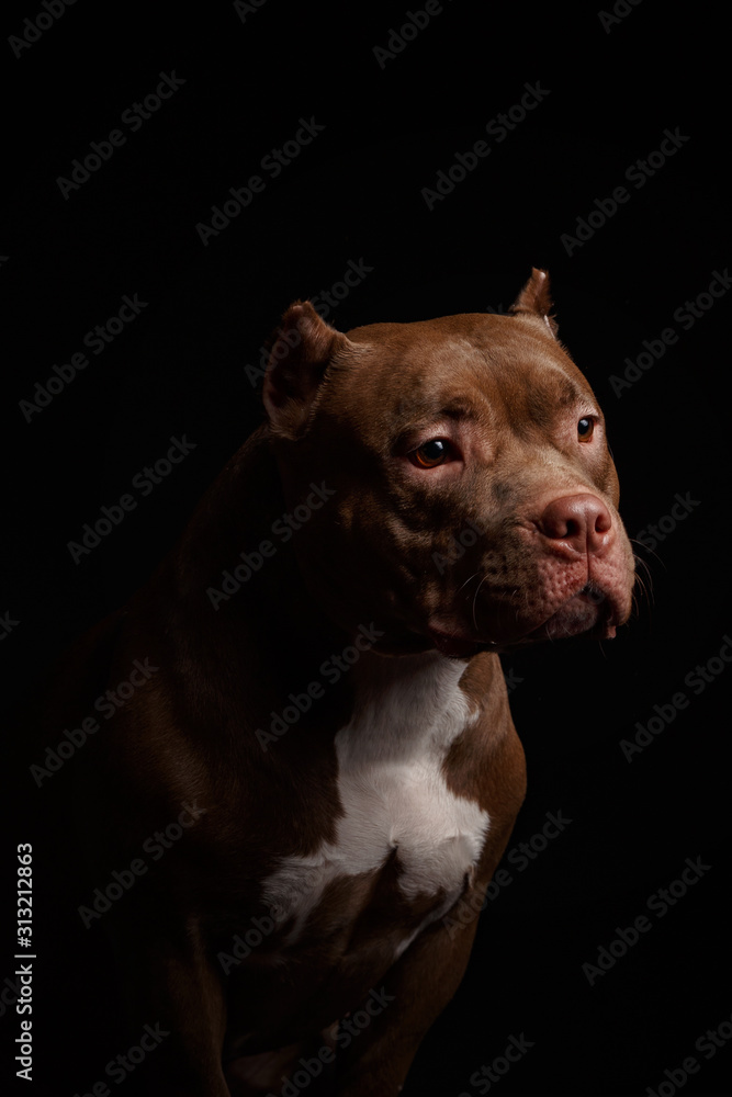 Dog breed American pit bull terrier. Dark background.