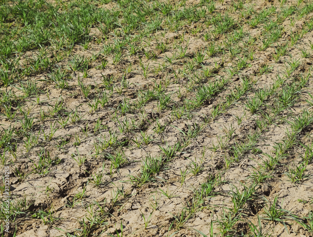 The field of winter wheat, making root dressing seedlings