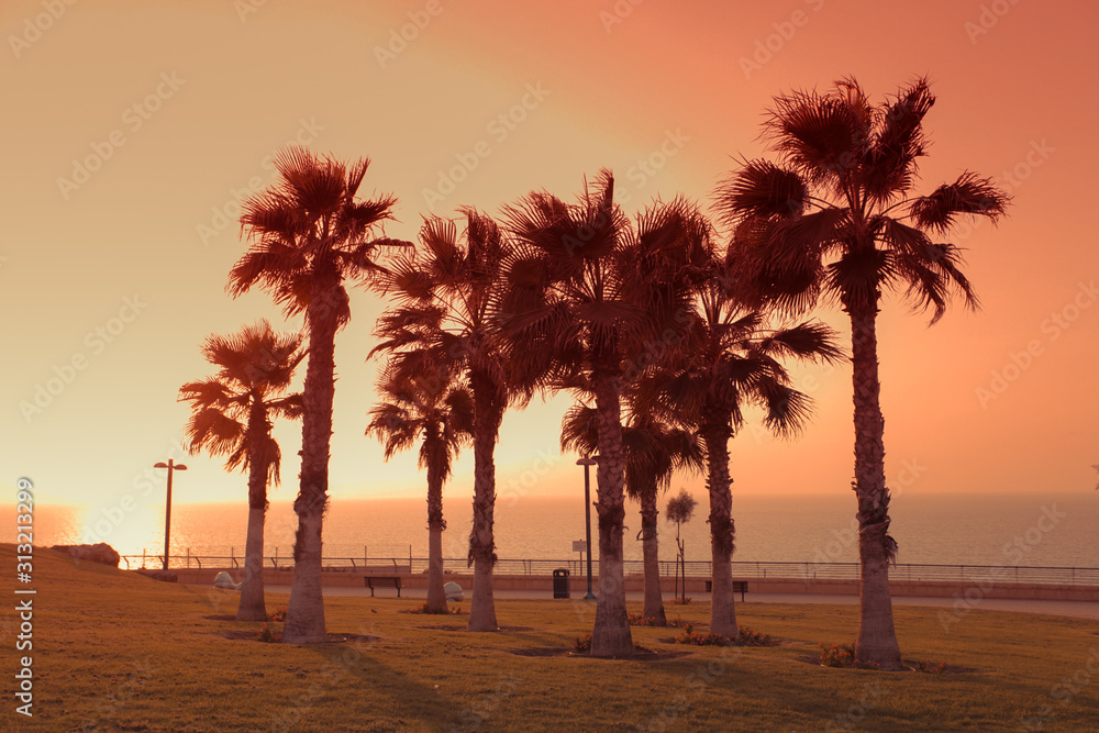 Palm trees on the promenade in the city of Netanya at sunset, Israel