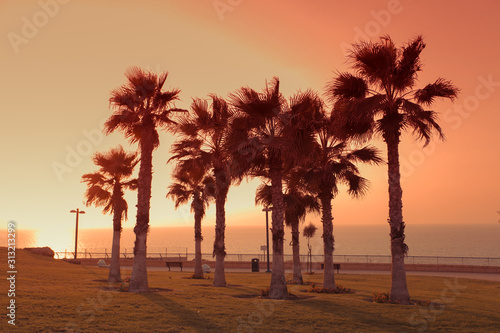 Palm trees on the promenade in the city of Netanya at sunset, Israel