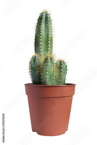 Cactus in a pot isolated