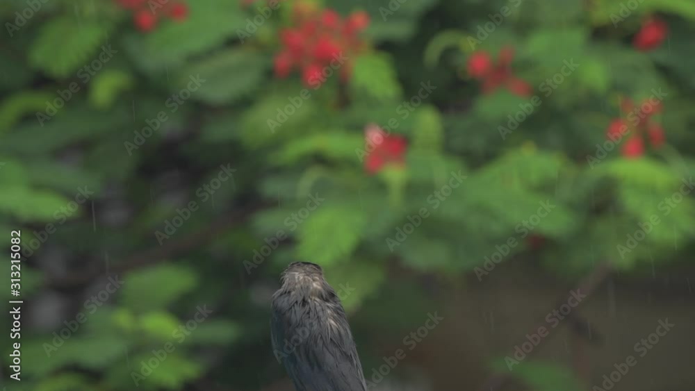 crows in rain rainy day black bird wildlife animals crows in rain rainy day black bird wildlife animals