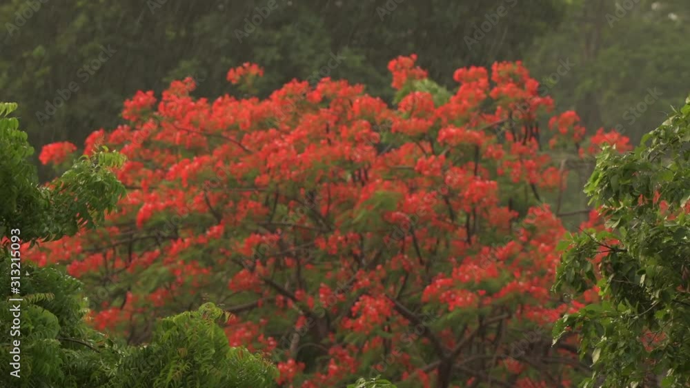 rain green tree background rainy day drops heavy nature rain green tree background rainy day drops heavy nature