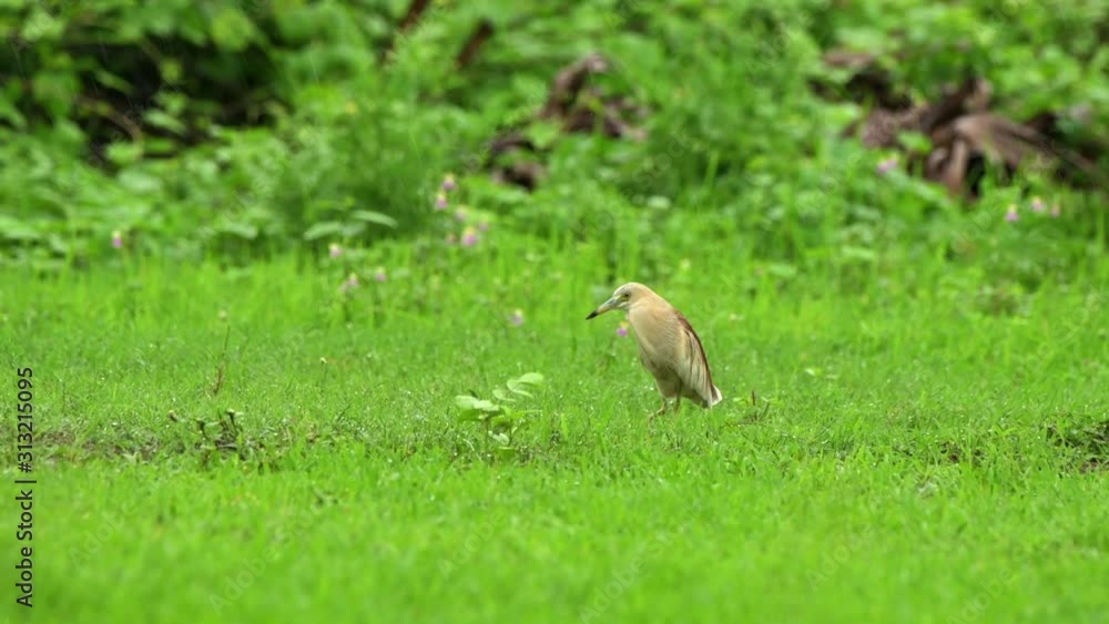 heron eating earth worms in rain green grass heron eating earth worms in rain green grass