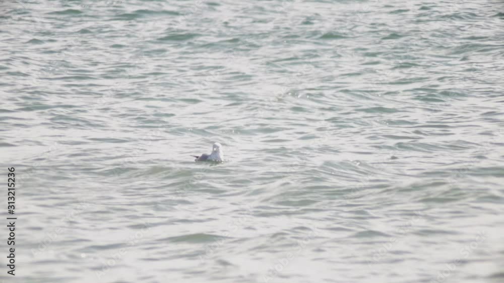 The Sea Current Pushing The Seagull Into The Middle Part Of The Sea - Medium Shot The Sea Current Pushing The Seagull Into The Middle Part Of The Sea - Medium Shot