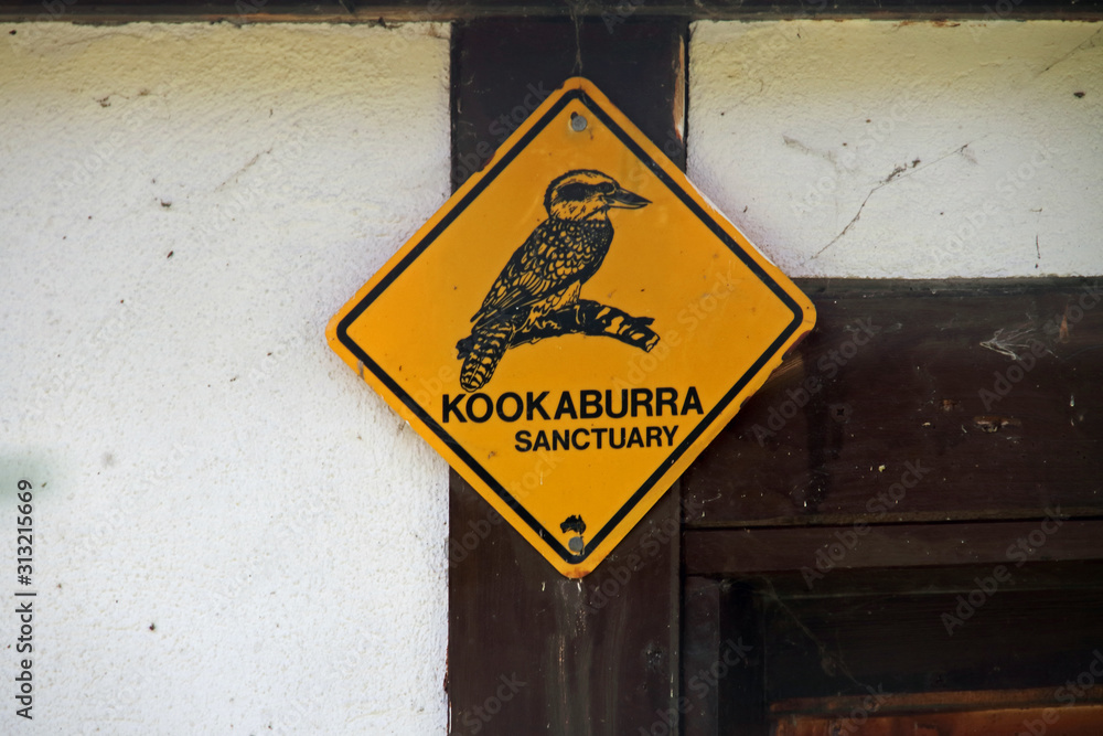 Fototapeta premium Kookaburra