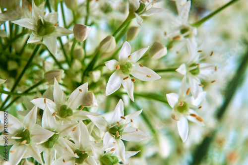 Allium tuberosum flowers on a white background close-up