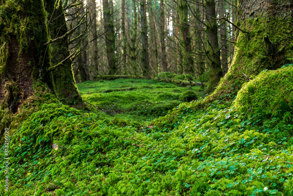 A pine forest along the Cateran trail in Perthshire, Scotland A pine forest along the Cateran trail in Perthshire, Scotland