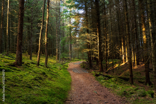 A pine forest along the Cateran trail in Perthshire  Scotland