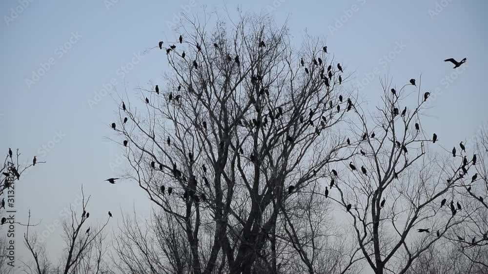 Skodra lake, Albania. Silhouette of many birds on the trees