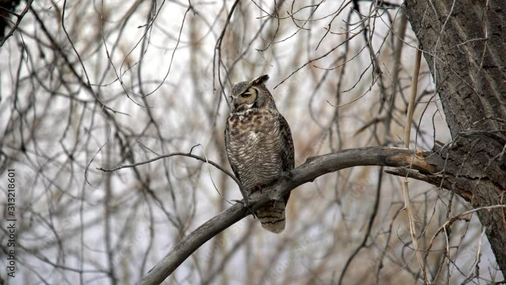 Great Horned Owl perching on a branch and turning its head Great Horned Owl perching on a branch and turning its head