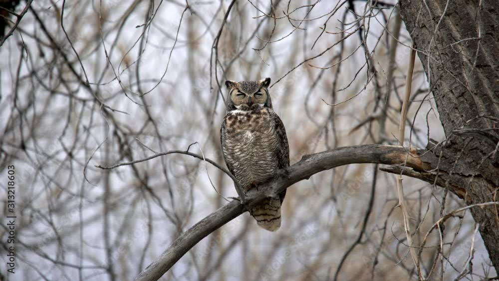 Great Horned Owl perching on a branch and sleeping Great Horned Owl perching on a branch and sleeping