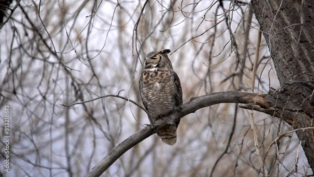 Great Horned Owl perching on a branch and turning its head from right o left Great Horned Owl perching on a branch and turning its head from right o left