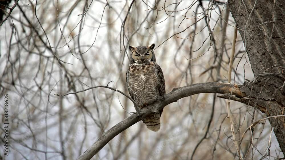 Great Horned Owl perching on a branch and trying to fall asleep Great Horned Owl perching on a branch and trying to fall asleep
