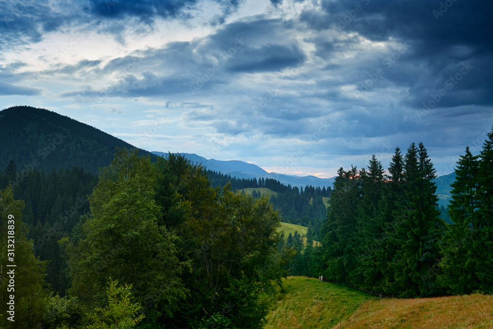 Sunset in carpathian mountains - beautiful summer landscape, spruces on hills, cloudy sky and wildflowers.