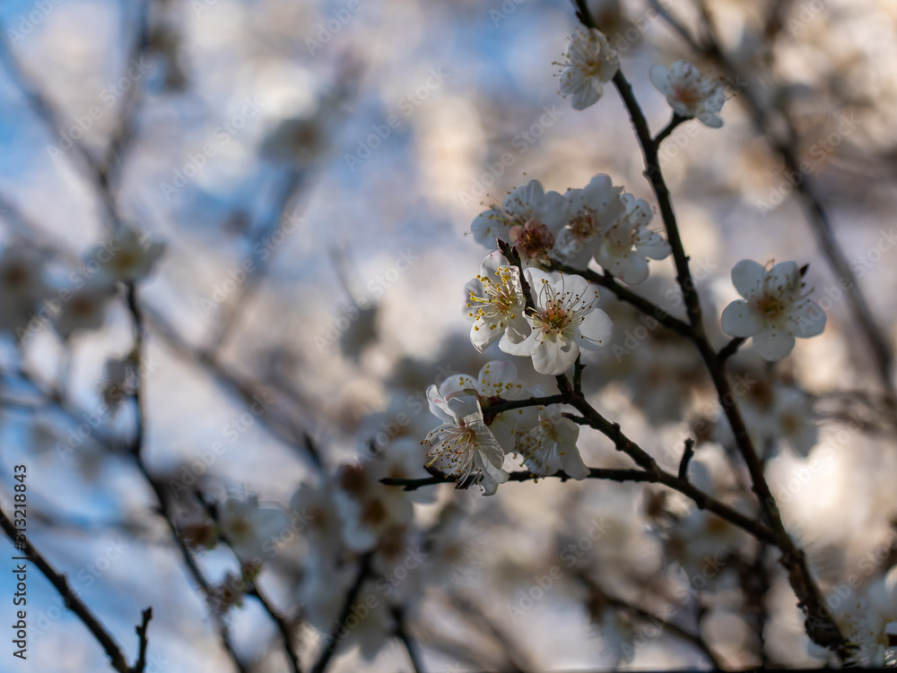 Close up of Write Plum flower blooming in spring Close up of Write Plum flower blooming in spring