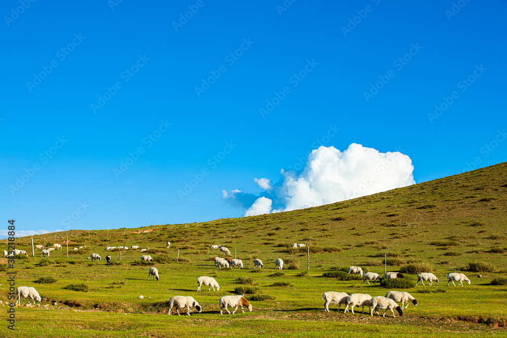  Sheep flock  is on the grassland