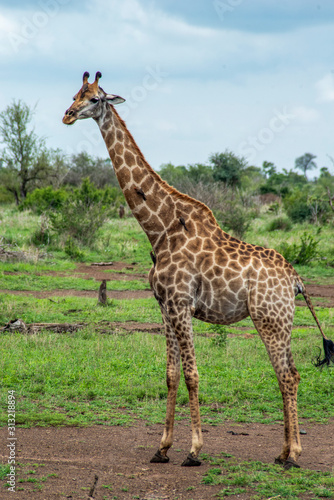 Giraffe żyrafa