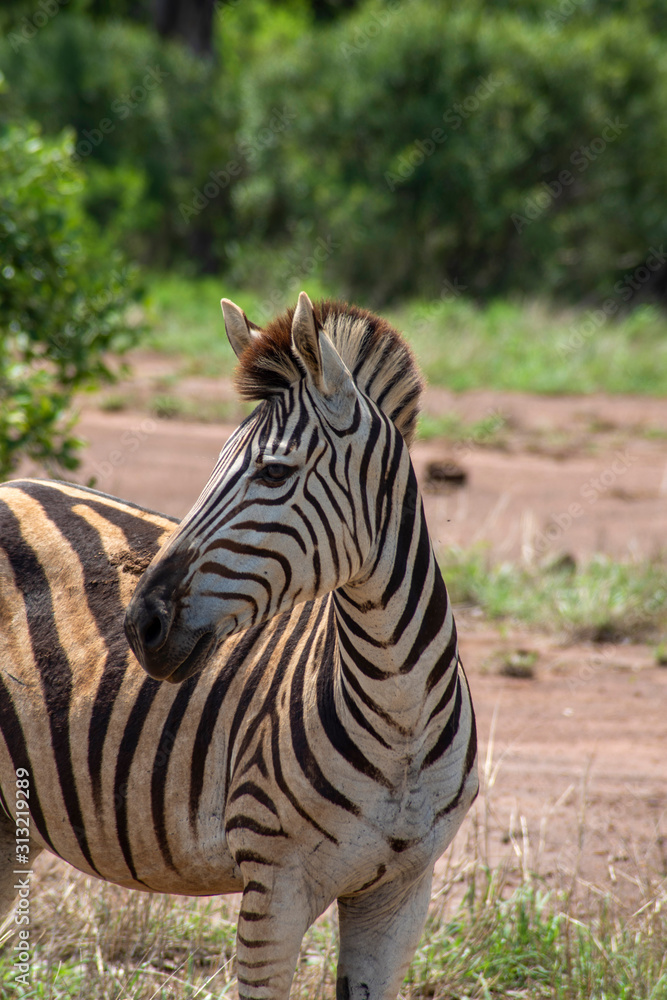 Zebra