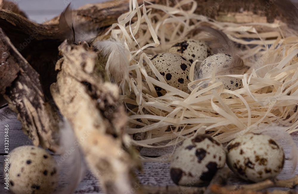 Homemade quail eggs close up view. Diet product and organic food. Homemade quail eggs close up view. Homemade quail eggs close up view. Diet product and organic food. Homemade quail eggs close up view.