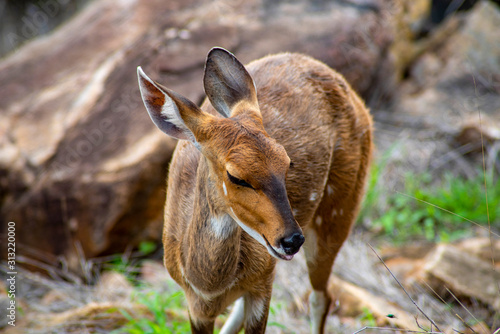 Fototapeta Naklejka Na Ścianę i Meble -  Impala