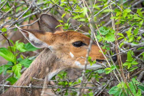 Fototapeta Naklejka Na Ścianę i Meble -  Impala Kruger National Park