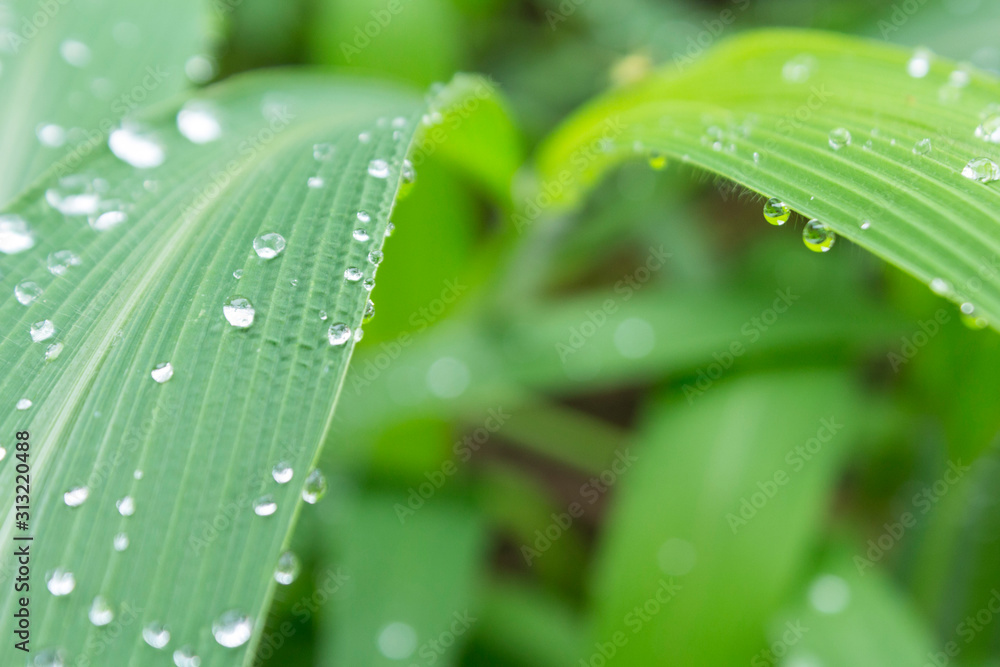 Naklejka premium Rain drops on green leaf