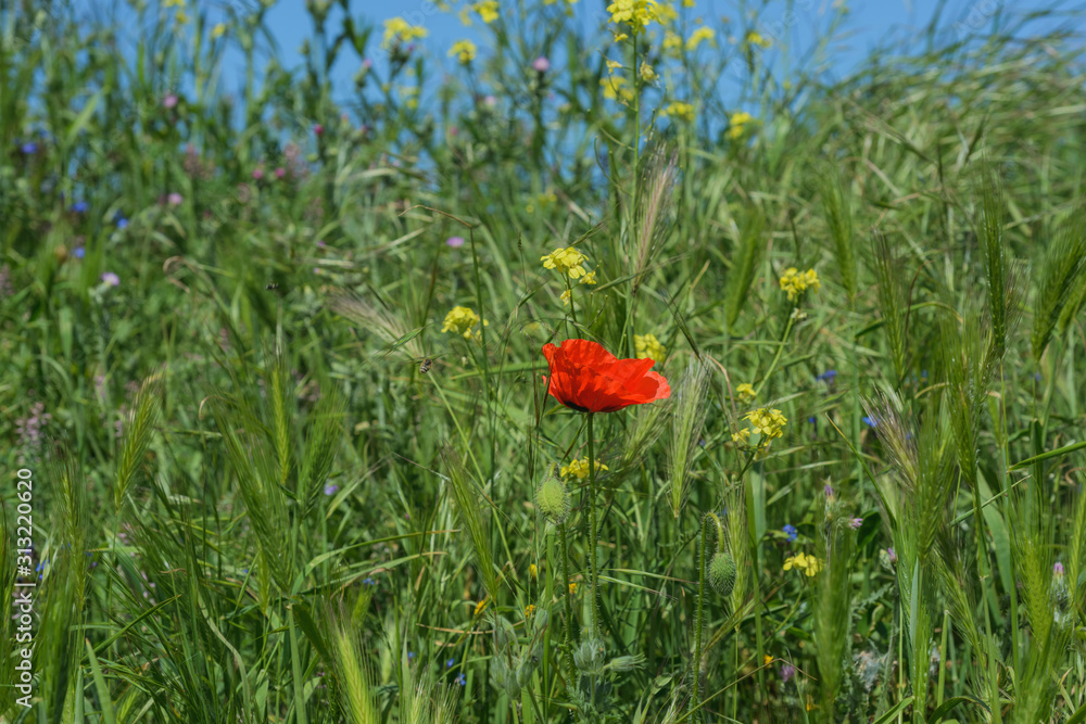 Landscape nature- red poppy