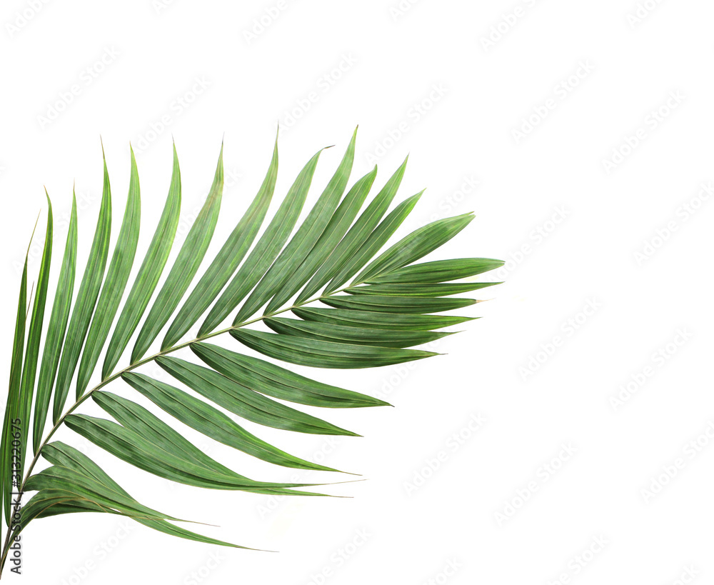 tropical nature green palm leaf isolated pattern background tropical nature green palm leaf isolated pattern background