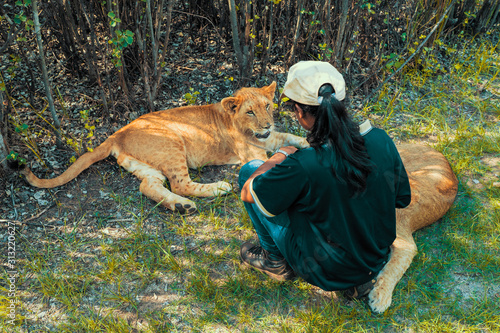 African woman kneeling on the ground and snuggling, embracing and hugging 8 month old junior lions (Panthera leo) near Cullinan, South Africa photo