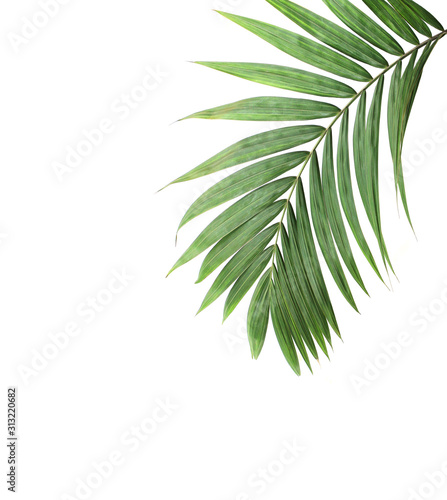 tropical nature green palm leaf isolated pattern background