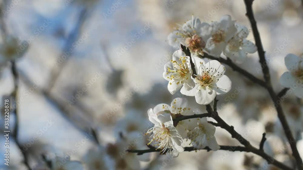 Close up of Write Plum flower blooming in spring Close up of Write Plum flower blooming in spring