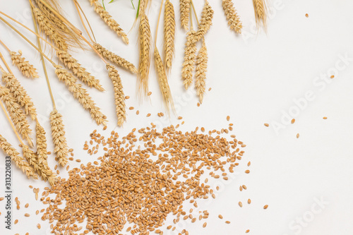 Spikelets of ripened oats and oat grains. Healthy lifestyle. Natural food. .