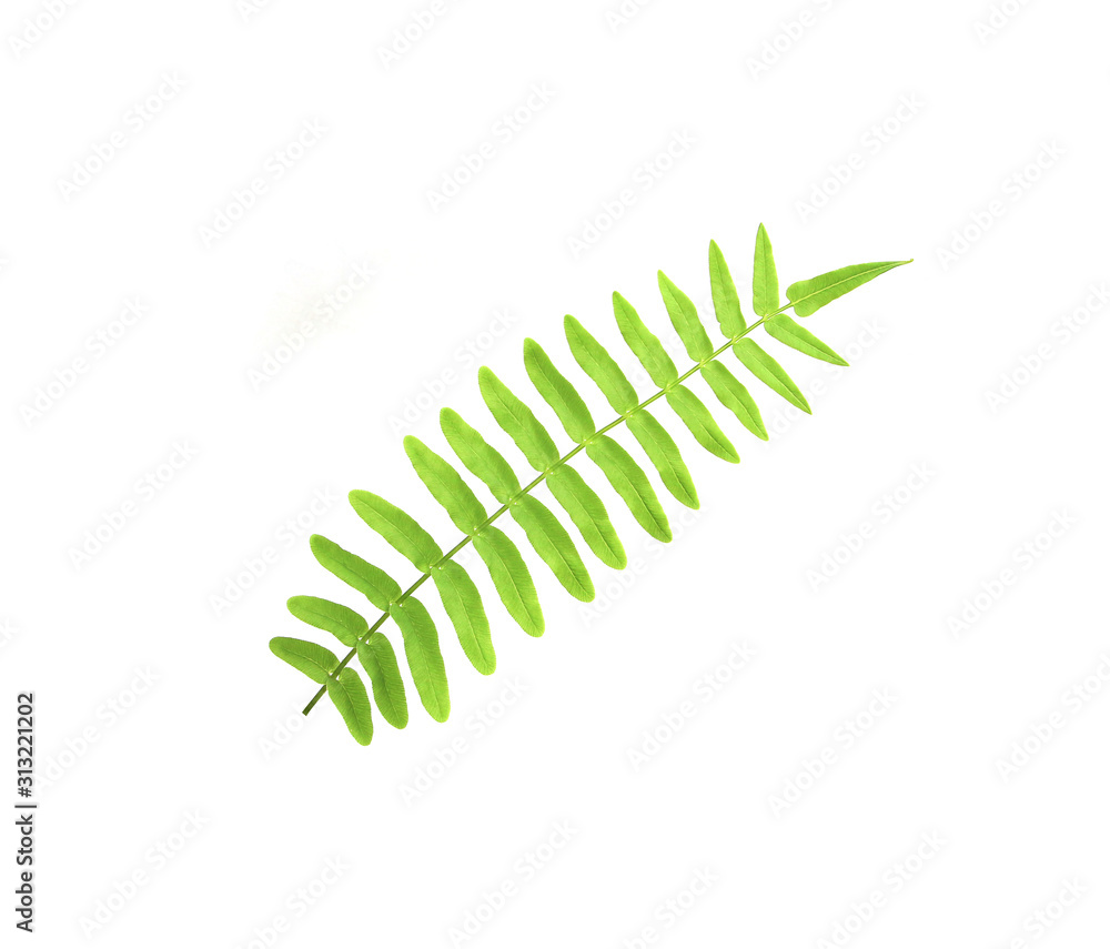 tropical ornamental foliage, fern leaf tree background tropical ornamental foliage, fern leaf tree background