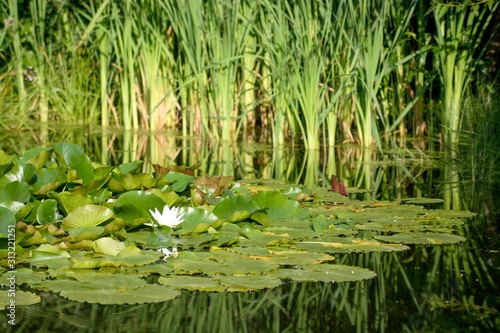 lake with pond lily and reed