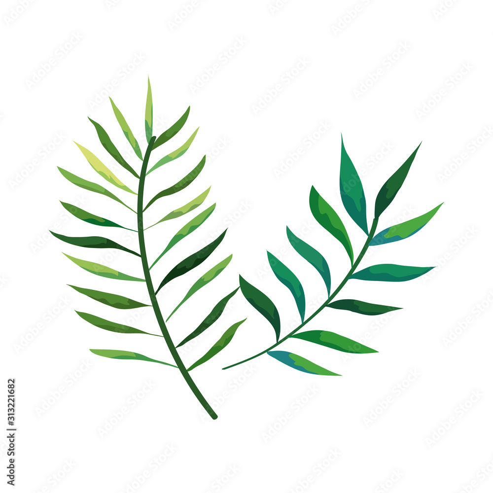 branches with leafs nature isolated icon