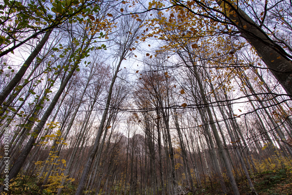 Fototapeta premium Mountains trough autumn forest landscape