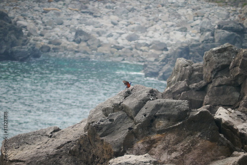 bird with blue and red feathers on a cliff