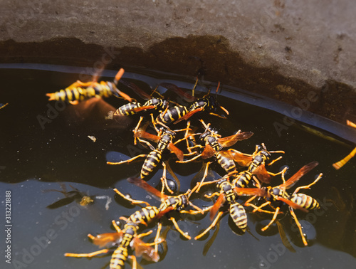 Wasps Polistes drink water. Wasps drink water from the pan, swim © eleonimages